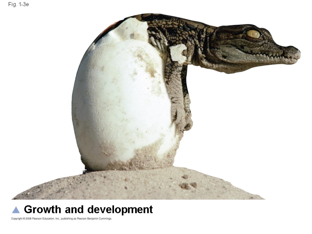 Fig. 1-3e Growth and development